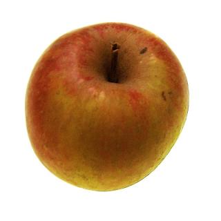 Apfel neue Ernte