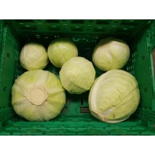 Weißkohl