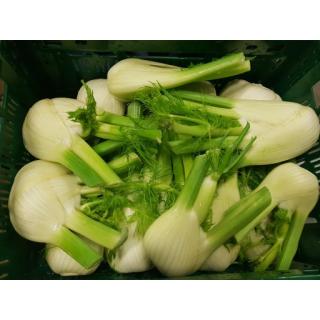 Knollenfenchel