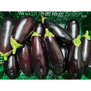 Aubergine