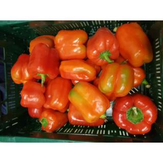 Paprika rot