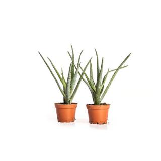 Aloe vera T12