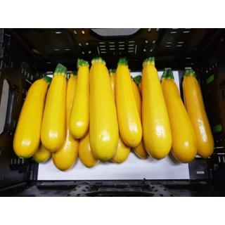 Zucchini gelb