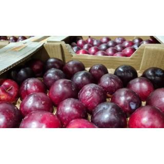 Pflaume rot